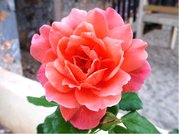Růže AACHENER DOM - velkokvětá, růžová