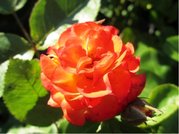 Růže ORANGE WESTERN - pnoucí, sytě oranžová