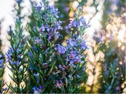 Rozmarn lkask TUSCAN BLUE