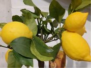 Citronk LIMONE v kvtini P20