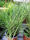 Miscanthus sin. - Ozdobnice nsk RED CHIEF