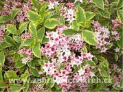 Weigela florida NANA VARIEGATA - blo-rov, C 1,4 l