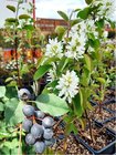 Amelanchier OBELISK - sloupovit, K 19