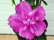 Ibiek syrsk MAGENTA CHIFFONRwoods6 - rov, plnokvt, K19