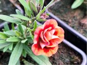 Million Bells Double Orange Tastic - lut s erv. stedem, plnokv.