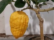 Ob citrus CEDRO v kvtini P20