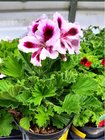 Pelargonie velkokvt - Pelargonium grandiflorum