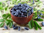 Zimolez kamatsk BLUE BANANA
