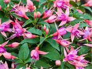 Fuchsie 10pack
