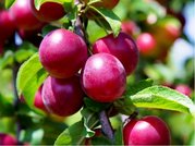 Mirabelka RUBY pro sloupovit pst. - podno Myrobaln v kontejneru