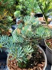 Jedle ojnn - Abies concolor COMPACTA, C 5 l