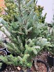 Jedle korejsk - Abies koreana SILBERLOCKE, C 5 l