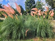 Pampov trva - Cortaderia sell. RED MISTRAL - erven