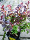 Dil Thunbergv - Berberis thunb. ATROPURPUREA, C 1 l