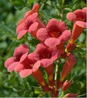 Truba popnav - Campsis radicans FLAMENCO - erven, C 1,6 l