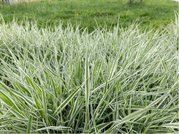 Trs rkosovit - Arundo donax VARIEGATA COMPACT