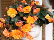 Begnie hlznat ILLUMINATION GOLDEN PICOTEE - lut