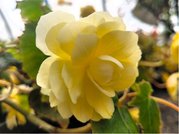 Begnie hlznat ILLUMINATION LEMON - lut