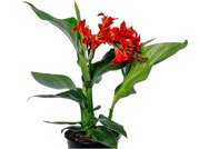 Dosna - Canna CANNOVA RED GOLDEN FLAME - erven se lutm okrajem