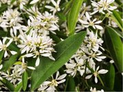 Pryec tezalkovit - Euphorbia hypericifolia SNOW BLIZZARD DOUBLE