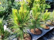 Borovice ern - Pinus nigra PYRAMIDALIS, C 5 l