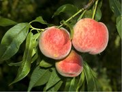 Broskvo FRUTERIA  - podno br. semen v kontejneru