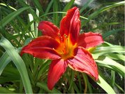 Denivka - Hemerocallis CRIMSON PIRATE - ervenolut