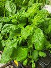 Perila kovit - Perilla frutescens