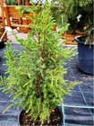 Jalovec obecn - Juniperus comm. COMPRESSA, C 2 l