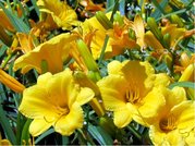 Denivka - Hemerocallis STELLA DE ORO - lut