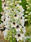 Ostroka - Delphinium cul. M.F. WHITE DARK BEE