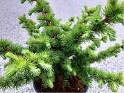 Modn opadav - Larix decidua BLICE, C 3 l
