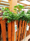 Brslen kdlat - Euonymus alatus COMPACTUS - kmen 100cm