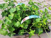 Pelargonie pevisl 10 pack - jednoduch