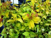 Tavolnk japonsk - Spiraea japonica GOLDEN PRINCESS, C 1 l