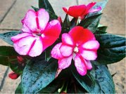 Balzamna New Guinea - Impatiens K11