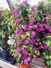 Bougainvillea pyramida, P17