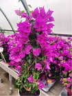 Bougainvillea pyramida, P 14