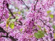 Zmarlika Jidova - Cercis siliquastrum, C 1,5 l