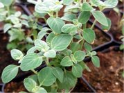 Horsk bylinka - Zaatar - Micromeria fruticosa