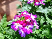 Verbena pevisl velkokvt - fialovobl
