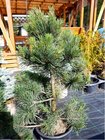 Borovice kle - Pinus mugo PYRAMIDALIS, C 5 l