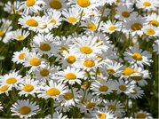 Kopretina - Leucanthemum max. SNOW LADY - bl