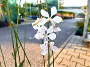 Svkovec - Gaura lindh. WHIRLING BUTTERFLIES - bl