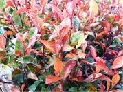 Blskavka - Photinia fraseri LITTLE RED ROBIN, C 1 l