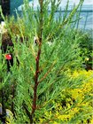 Jalovec skaln - Juniperus scopulorum BLUE ARROW