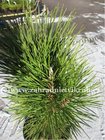 Borovice kle - Pinus mugo PYRAMIDALIS, C 3 l
