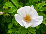 Re svraskal - Rosa rugosa ALBA - bl