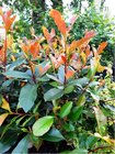 Blskavka - Photinia fraseri RED ROBIN, C 1,5 l
