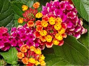 Lantana BandoleroTM Cherry Sunrise - rovooranov